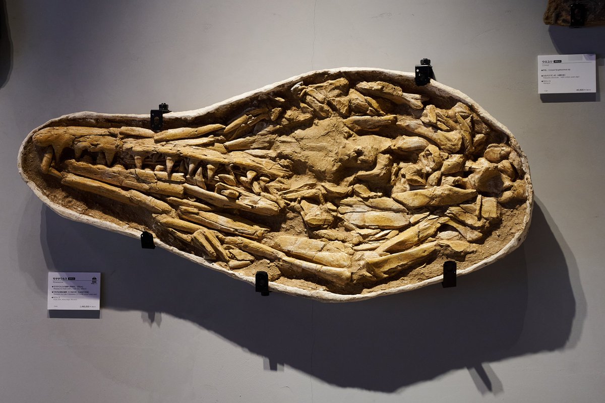 海のトカゲ」を意味する名を持つ、白亜紀の海棲爬虫類モササウルス