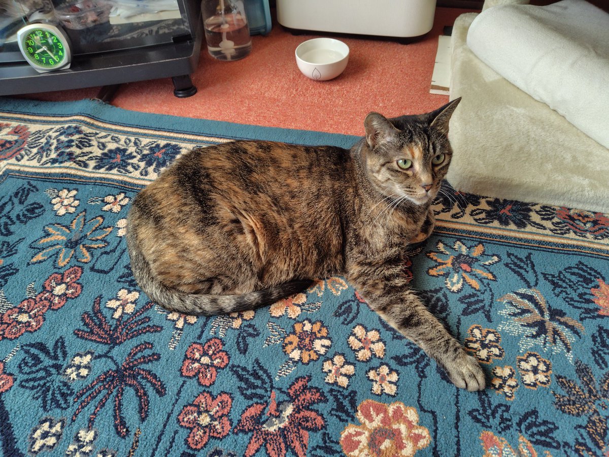 猫の日 うちの子達の最新の姿をのせておきます。