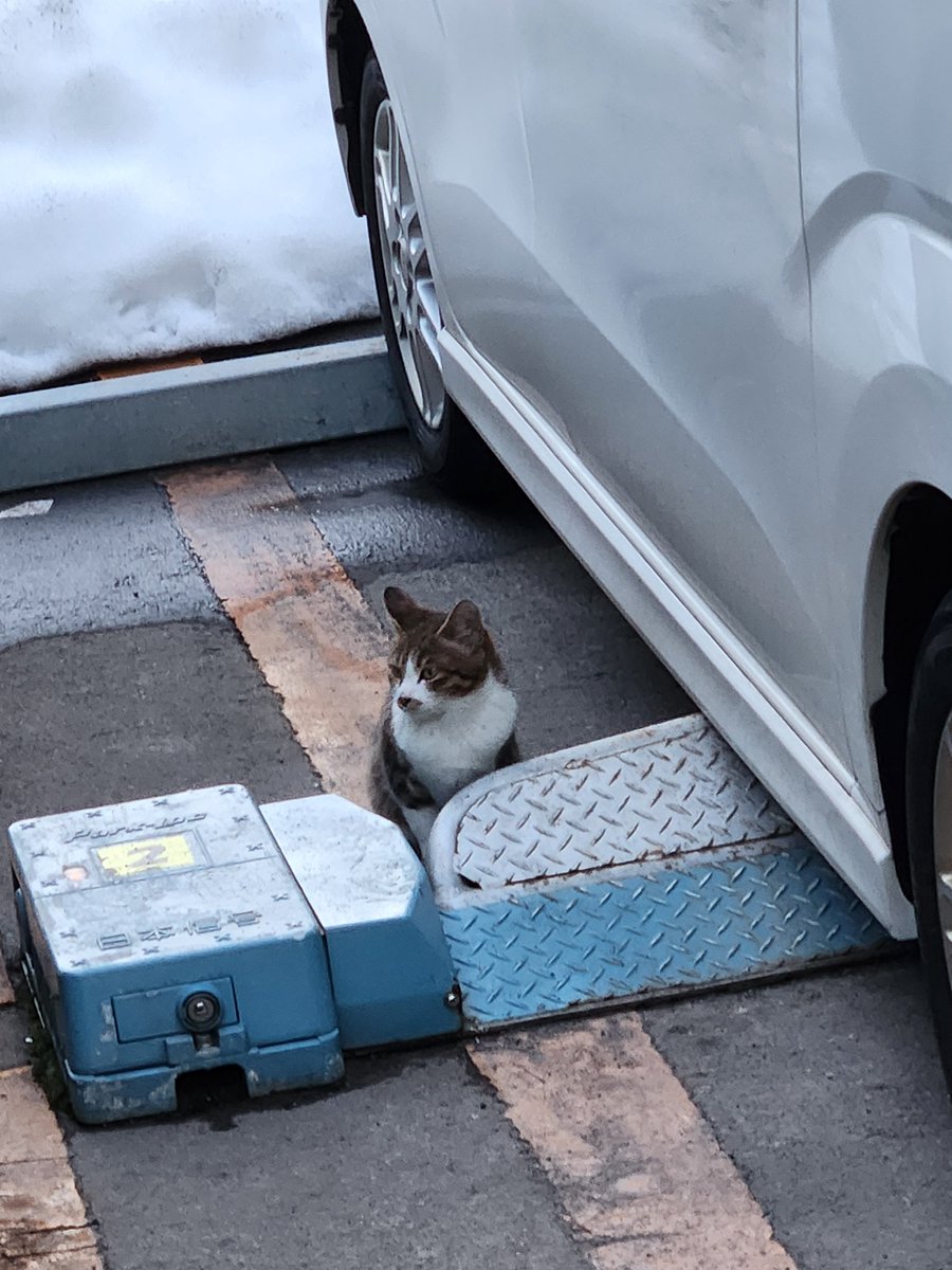 ネコの日に出会ったネコちゃんです。