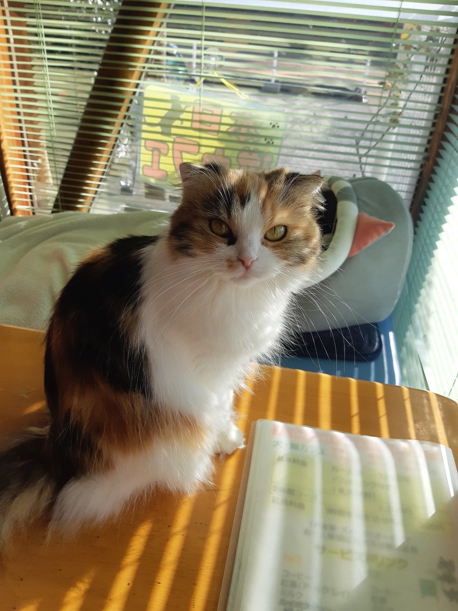 ω・)あ‼️今日は2月22日でお猫様の日🐱🐈‍⬛ ͗🐈🐾 行きつけの猫