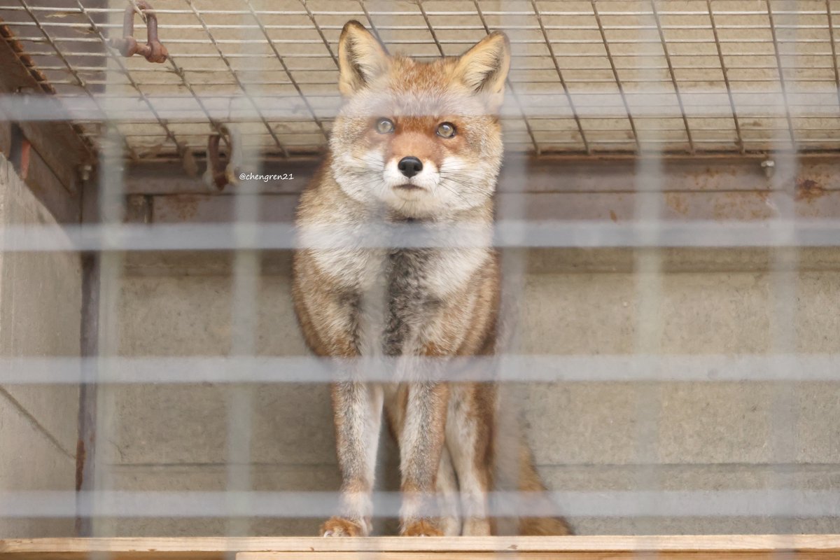 高いところが好き #姫路市立動物園 #ホンドギツネ