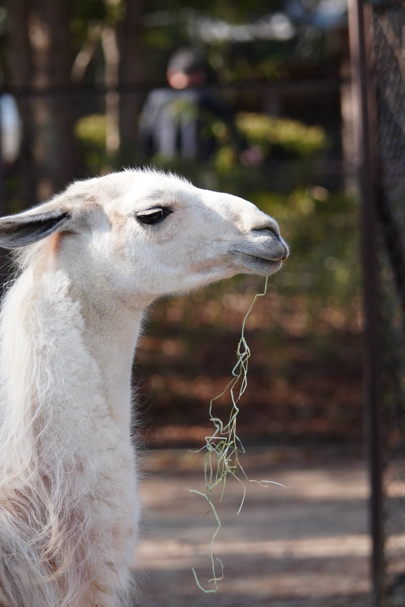 え？これファッションですけど？ #八木山動物公園