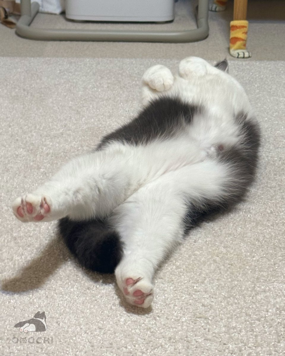 おもち (@omochiomoching) / Posts / X