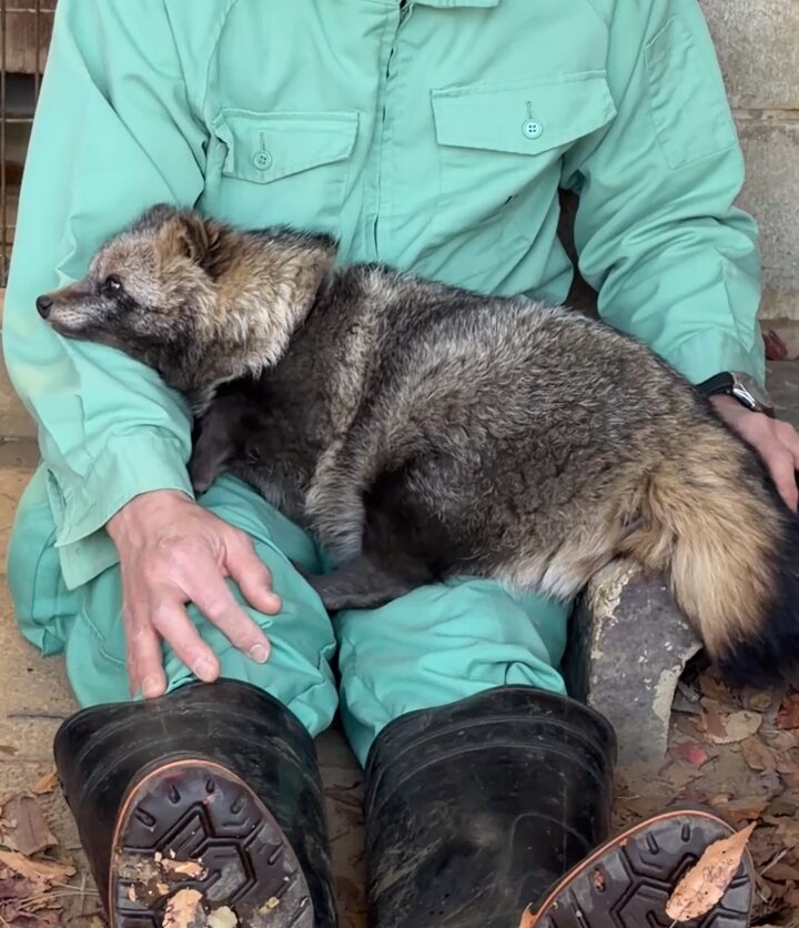 ことり (@chibi_tori) / Posts / X