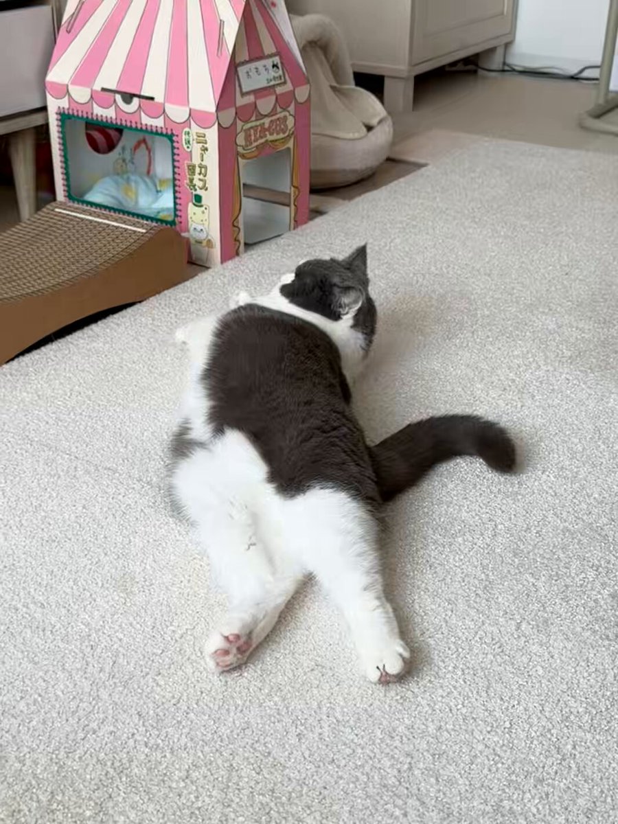 おもち (@omochiomoching) / Posts / X