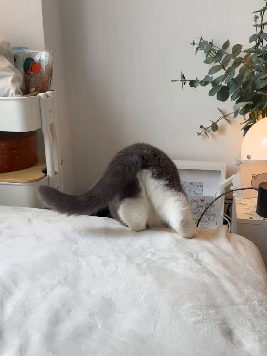 おもち (@omochiomoching) / Posts / X