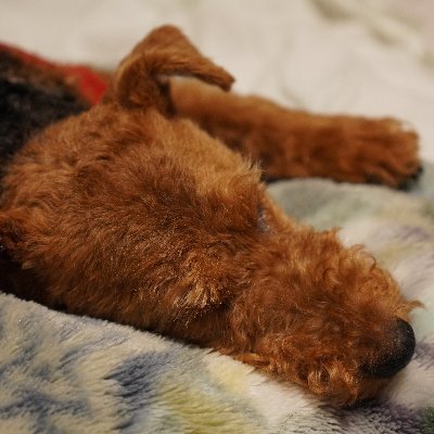 WF2026W #FGO 玖尾猫人形工坊（@jiuweiyijie123）さんの メリュジーヌ