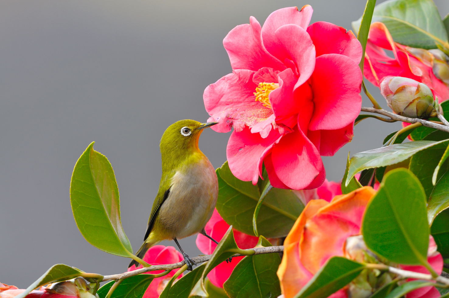 椿とメジロです : 野鳥日記「そっとのぞいて」