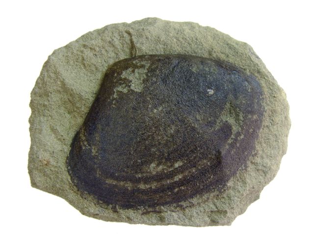 岩見沢・朝日・追加写真 : 化石のはなし