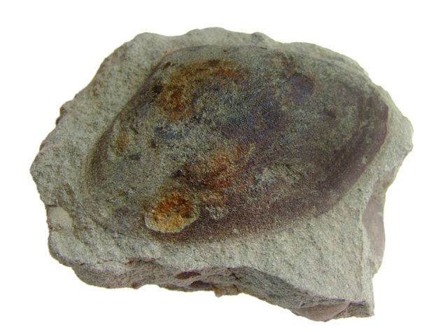 岩見沢・朝日・追加写真 : 化石のはなし