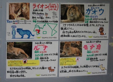 天王寺のライオン姉妹 ルナとモナカ : どうぶつたちと私