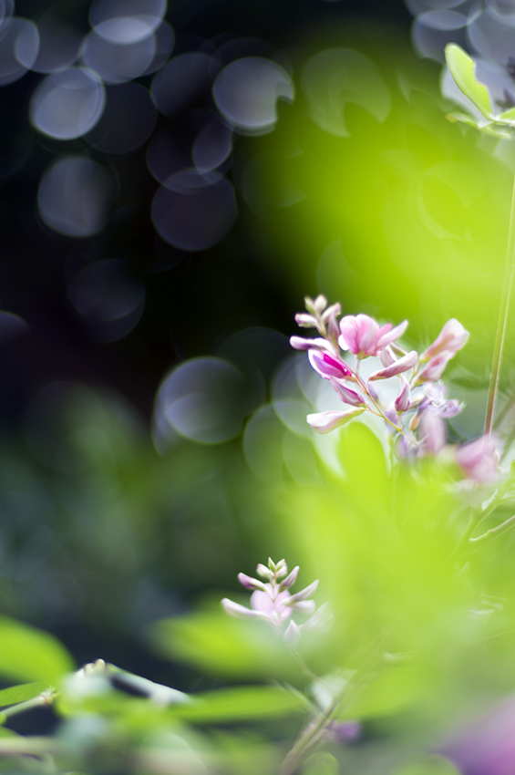 Auto YASHINON DS-50mm F1.7 を使ってみた : ポートフォリオ