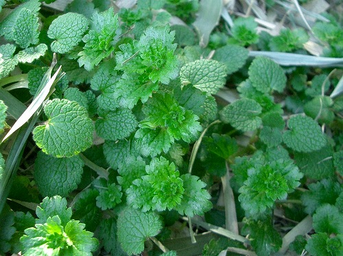 オオイヌノフグリ(大犬のふぐり) : 植物の生態散歩
