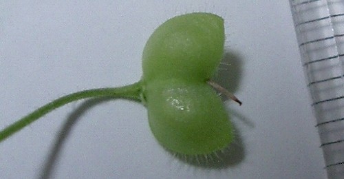 オオイヌノフグリ(大犬のふぐり) : 植物の生態散歩