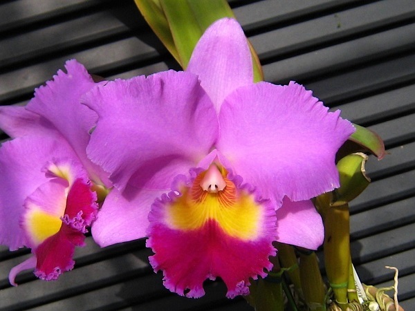 カトレア交配種 : Toshi-yan's garden