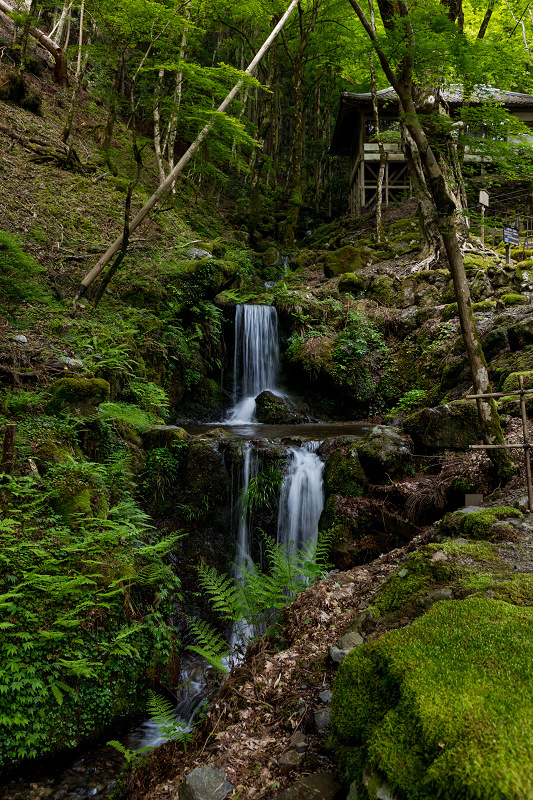 九輪草と春の山野草たち（古知谷阿弥陀寺） : 花景色－K.W.C. PhotoBlog