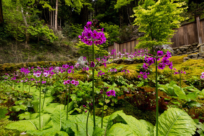 九輪草と春の山野草たち（古知谷阿弥陀寺） : 花景色－K.W.C. PhotoBlog