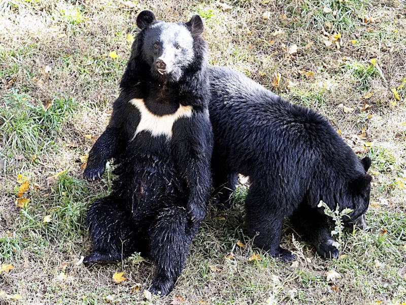 月の輪模様で見分けよう！ : 動物園放浪記