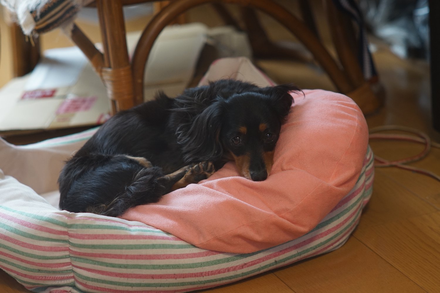 Auto Yashinon-DX 135mm F2.8 富岡光学製 : nakajima akira's photobook