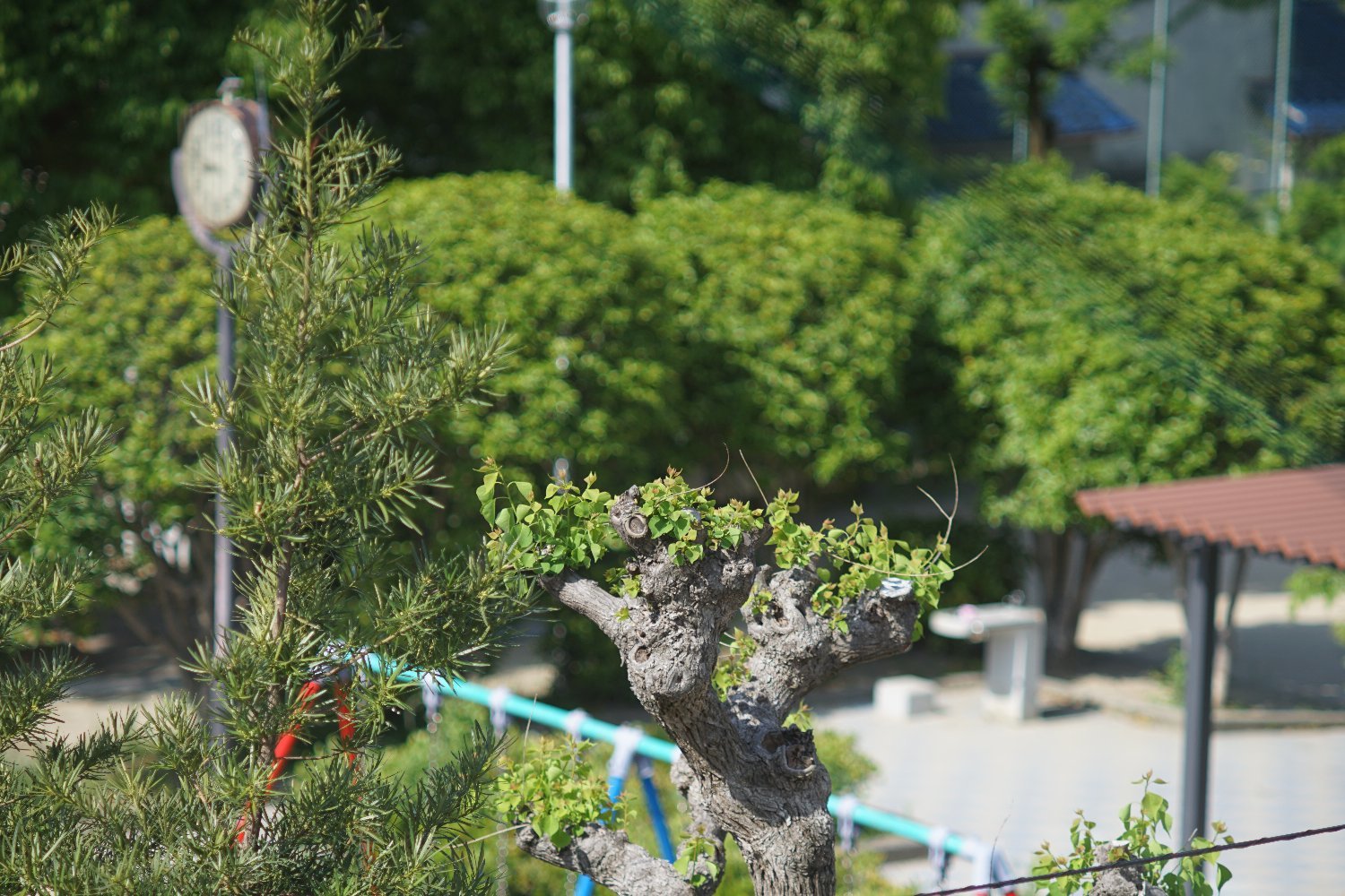 Auto Yashinon-DX 135mm F2.8 富岡光学製 : nakajima akira's photobook