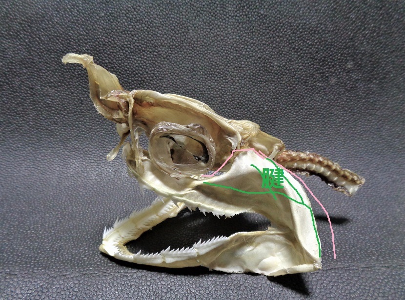 New!!サメの標本の作り方 : my earth my world