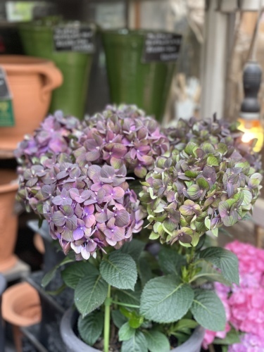 素敵な紫陽花入荷♪ : Summer Snow