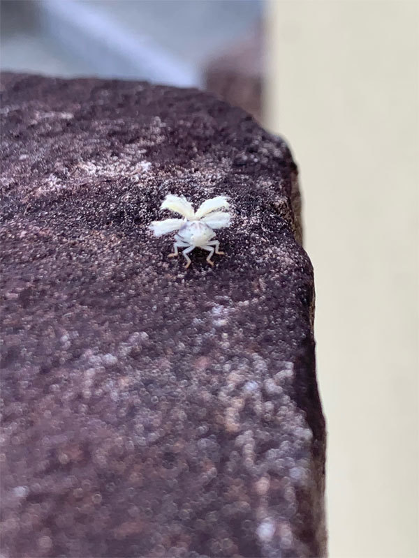 白い虫 : 昆虫ブログ むし探検広場