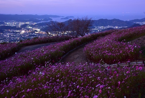 海の見えるコスモス畑 鷲ヶ峰コスモスパーク : 峰さんの山あるき