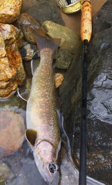 フライフィッシング情報byクレオール －1