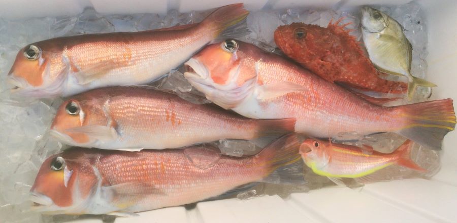 フライフィッシング情報byクレオール －1