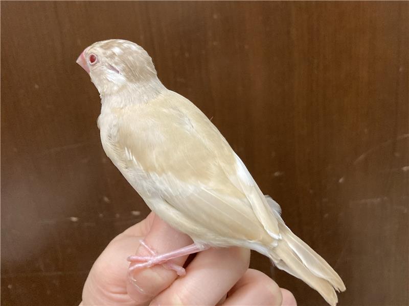 シナモン文鳥 | ペットフォレスト