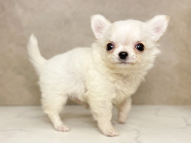 チワワ 鹿児島店 │ペッツファースト公式サイト