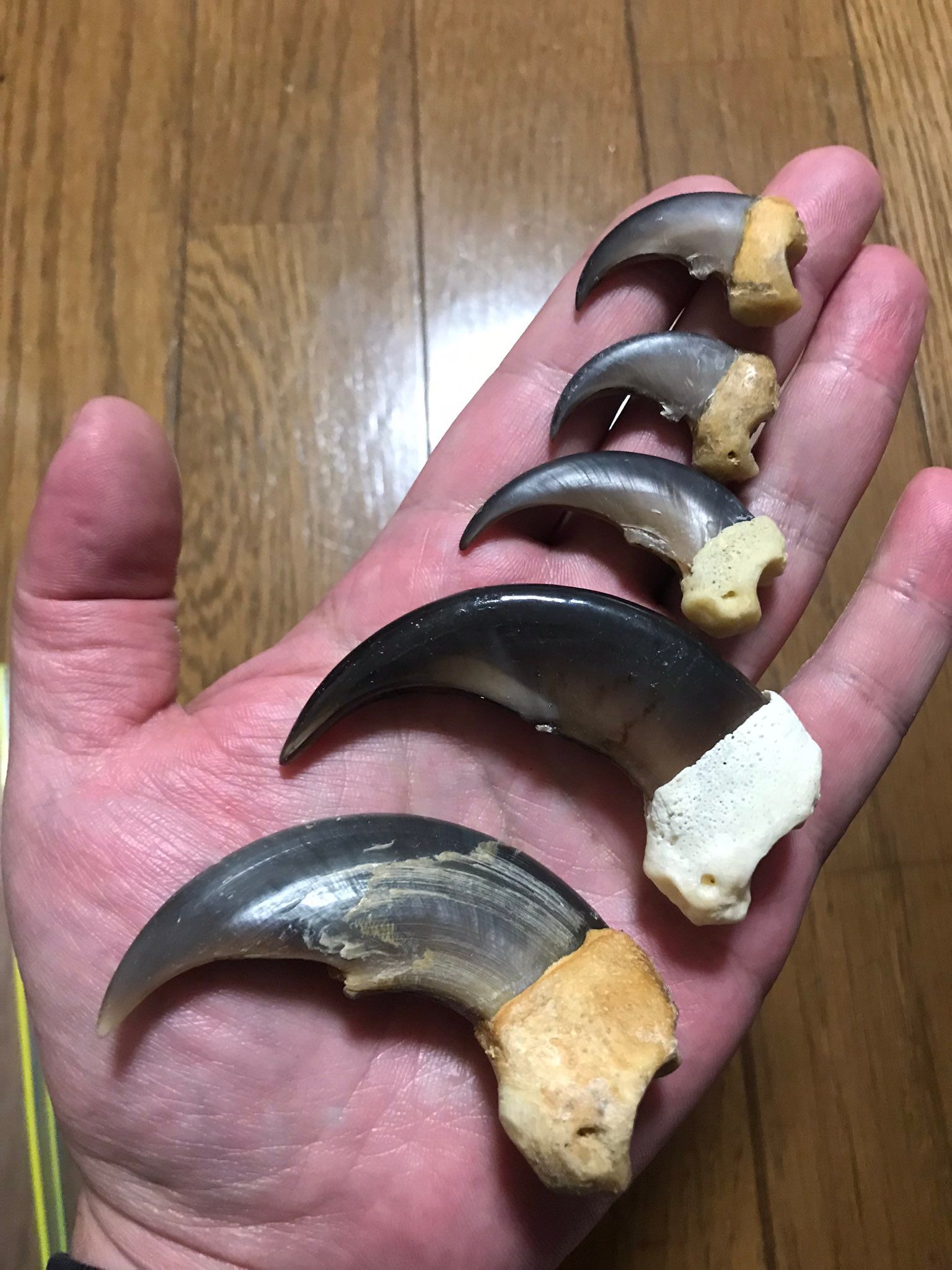 雑菌だらけの爪でぶん殴られりゃ…致命傷だわ」、クマに襲われるリアル