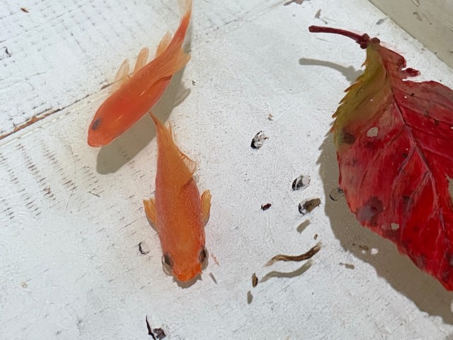 えっ、本物じゃないの？ ゆらゆら泳ぐ金魚アートに驚き 行き詰まった