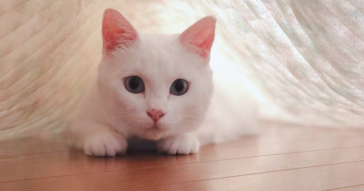 ec44eba38b10cad56eb4044b66d114