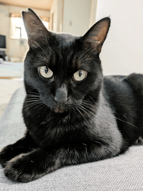 竹やぶへ消えた黒猫 「このままでは危ない」と公園に通い保護 物音に