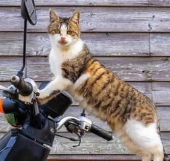 猫3匹がミニバイクに乗って奇跡のフォーメーション ハンドルに手をかけ