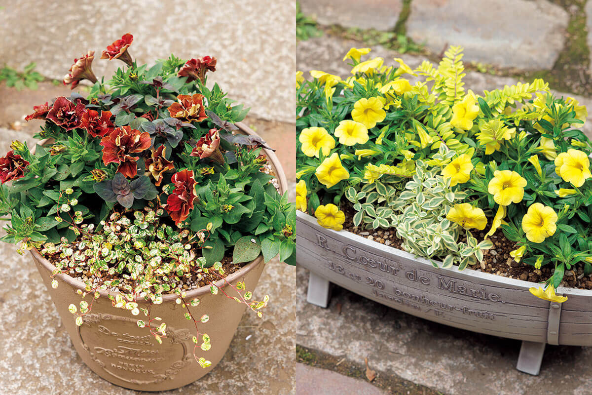 寄せ植えのバランスUP！主役の花は、同じ品種を2～3株植えると