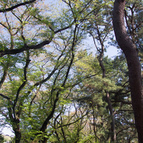 SIGMA(シグマ)のレンズ 20-40mm F2.8 EX DG ASPHERICAL で撮影した写真