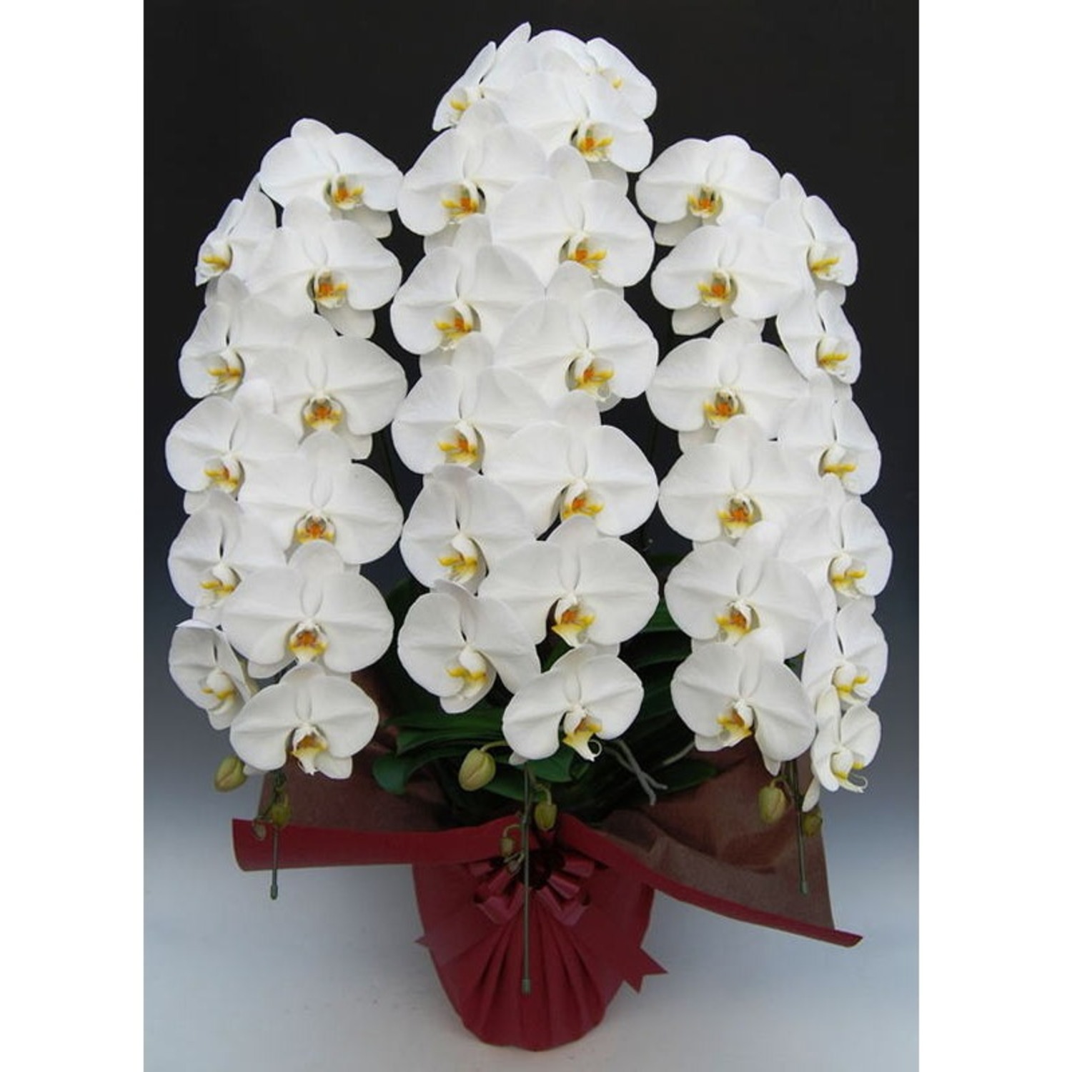 胡蝶蘭3本立ち（白）40 | 移転祝い 開店祝い 法人ギフト販売のアンジェ