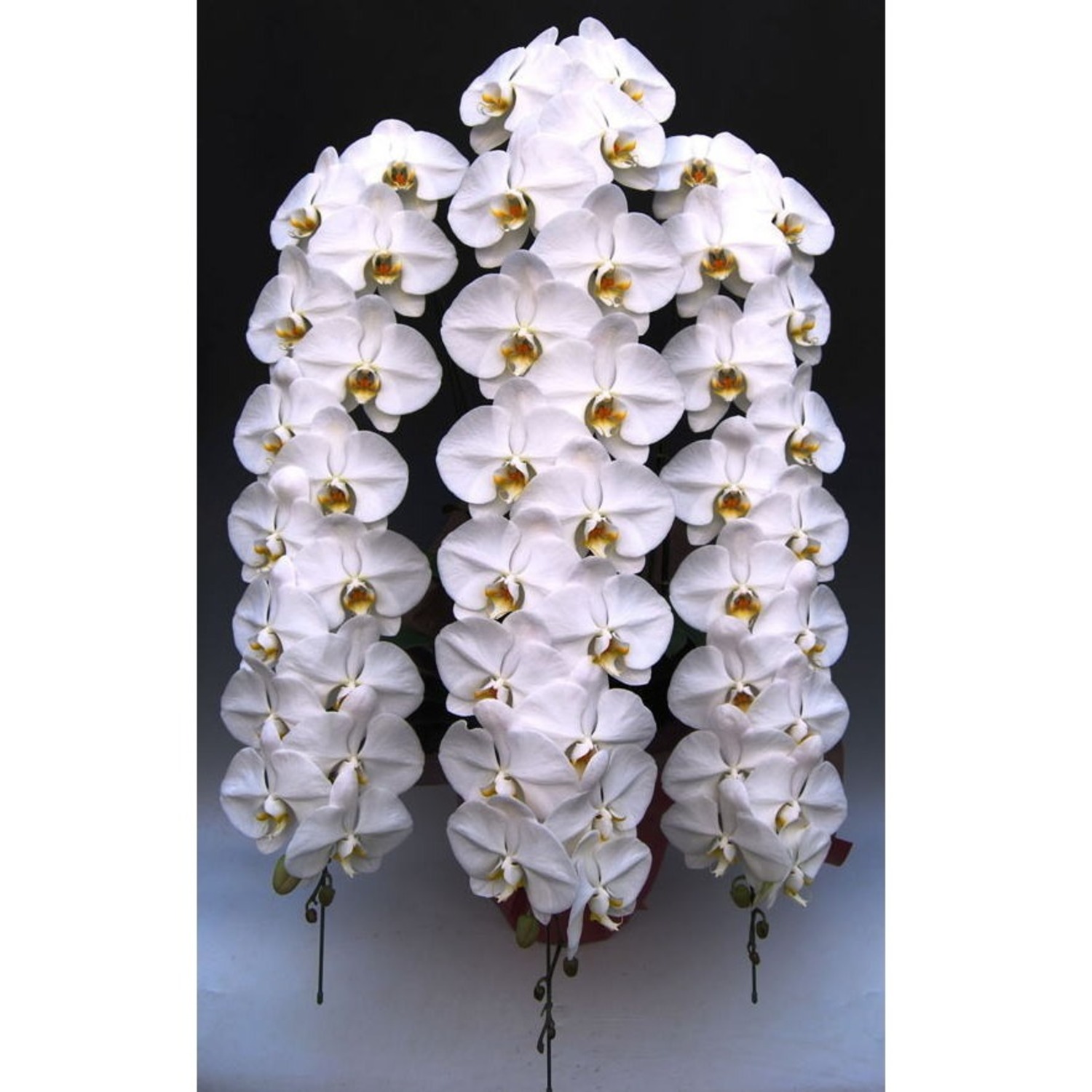 胡蝶蘭 3本立ち 白 ロング | 移転祝い 開店祝い 法人ギフト販売の