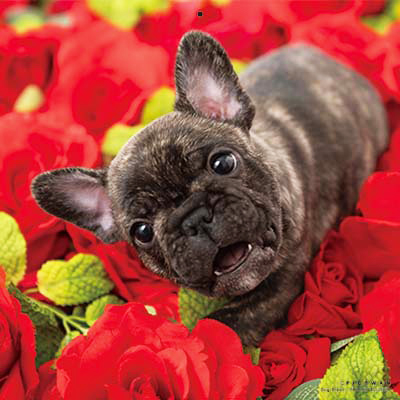 PICTWANカレンダー2026 フレンチ・ブルドッグ【L判】