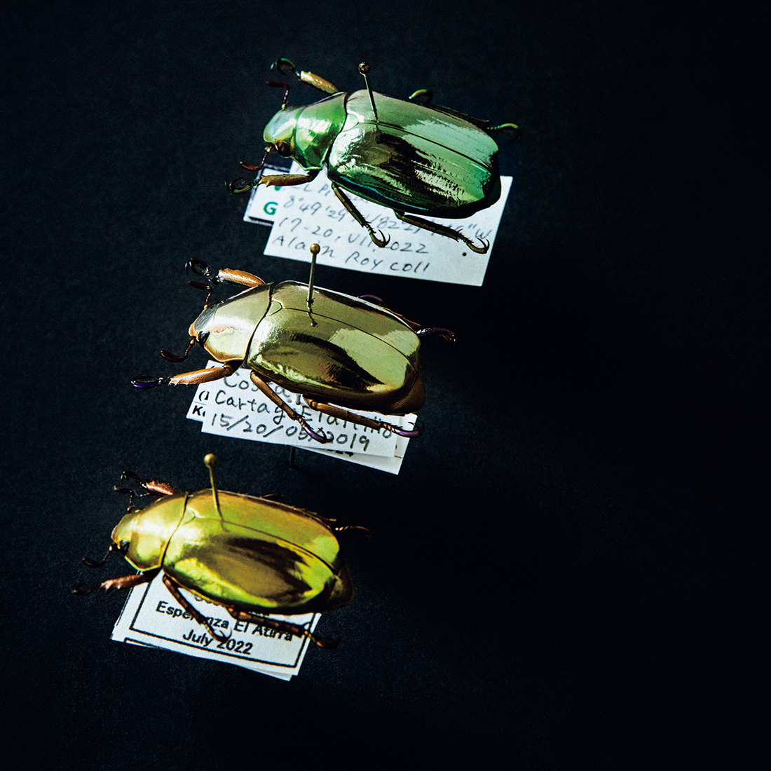 大型三葉虫／机の上のサイエンス。Vol.50 | POPEYE Web | ポパイウェブ