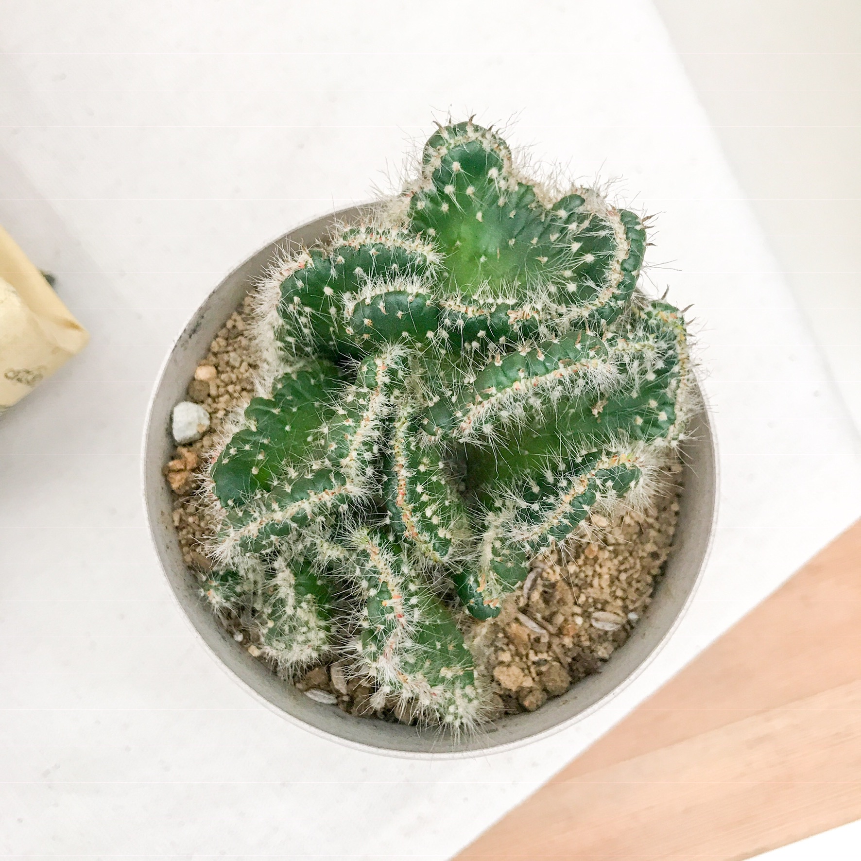 PLANCHU サボテン ブレインカクタス アケルシア綴化 Akersia 脳みそ