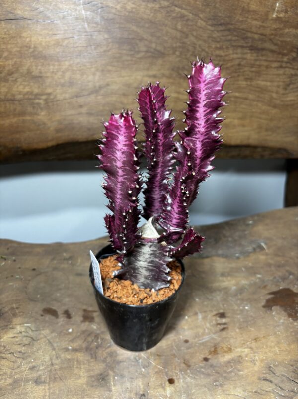 紅彩雲閣 3号 | Plants Shop Big Smile 通販