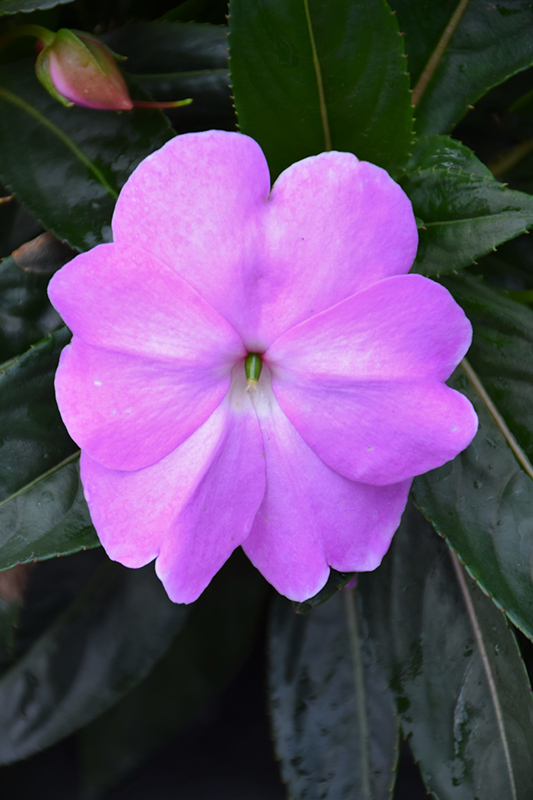 Super Sonic Lavender New Guinea Impatiens (Impatiens hawkeri