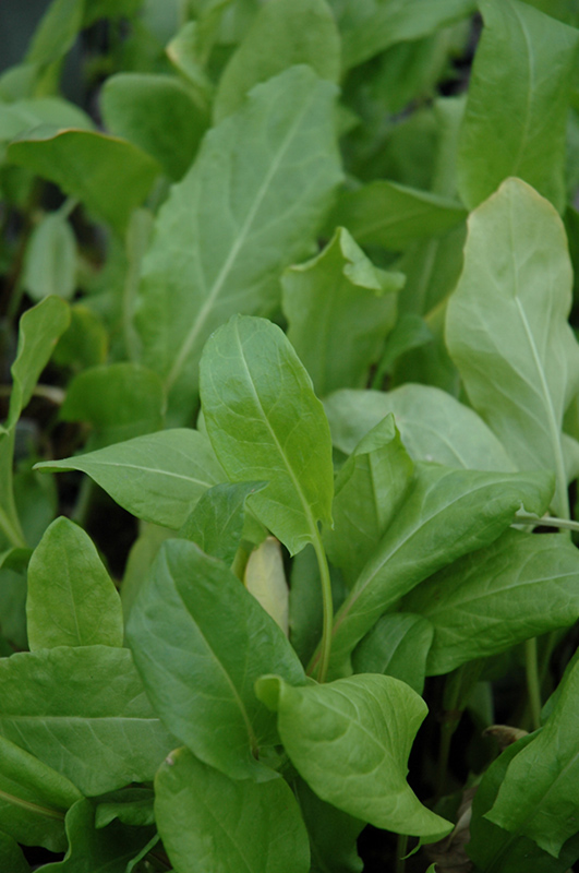 Sorrel (Rumex acetosa) in Milwaukee Racine Waukesha Green Bay