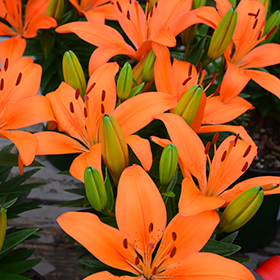 Matrix Orange Lily (Lilium 'Matrix Orange') in Lancaster York