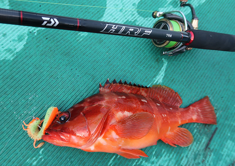 DAIWAのロックフィッシュロッド『HRF®』は入門ロッドのレベルを超越し