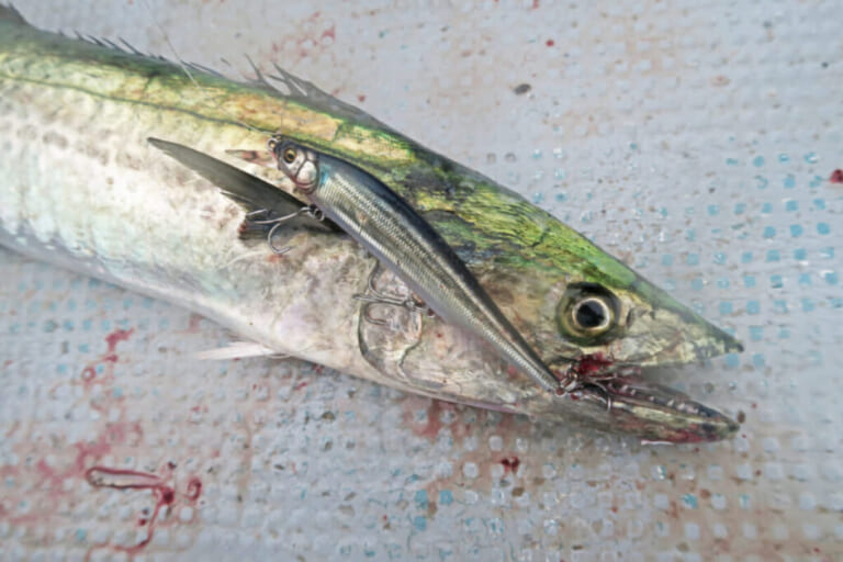 サワラ最強ルアー専用ロッド】繊細さとパワーが融和！ミノーも